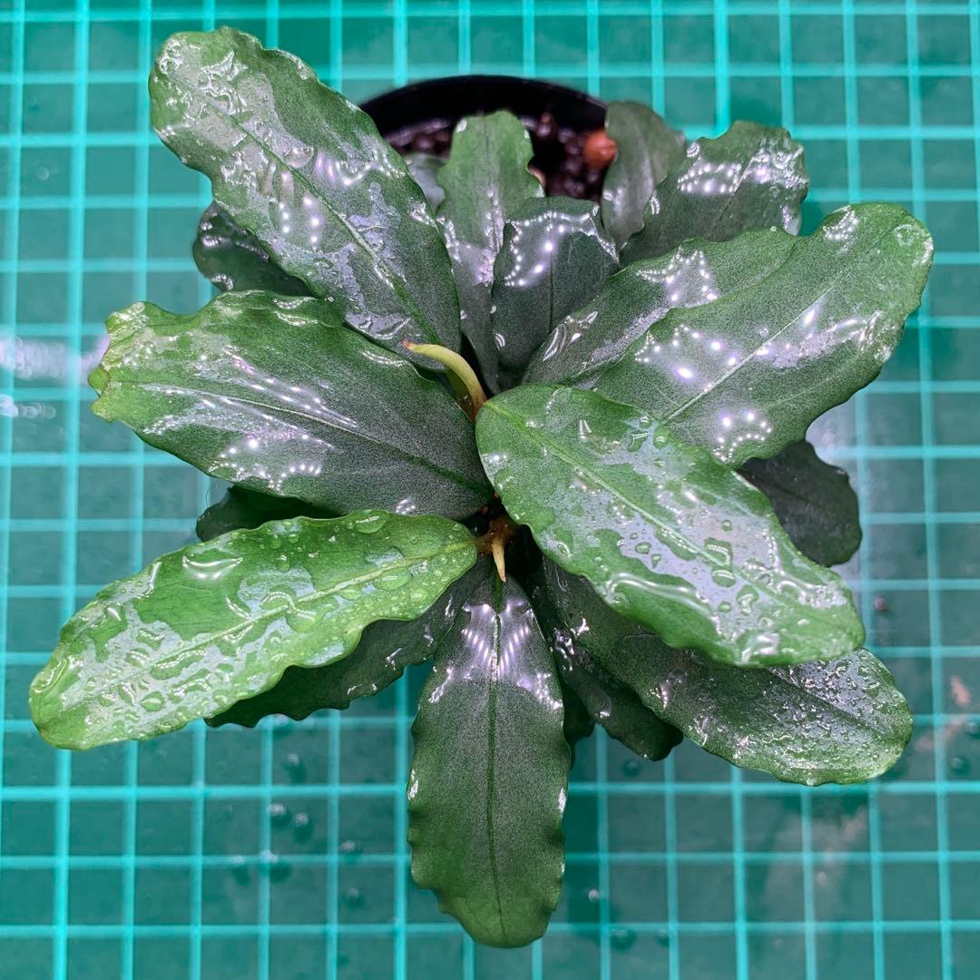 p*o様 Bucephalandra sp. Aurora KN便