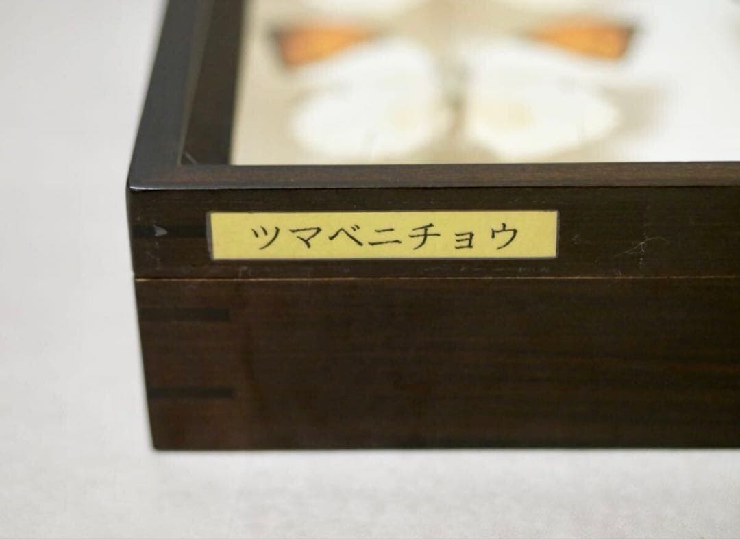 蝶標本 ツマベニチョウ 世界産地別コレクション 研究用 大型ドイツ箱 外国