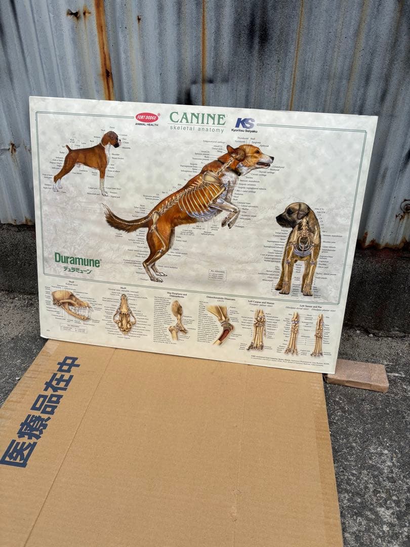 犬の骨格解剖図　パネル希少　ポスター　動物病院