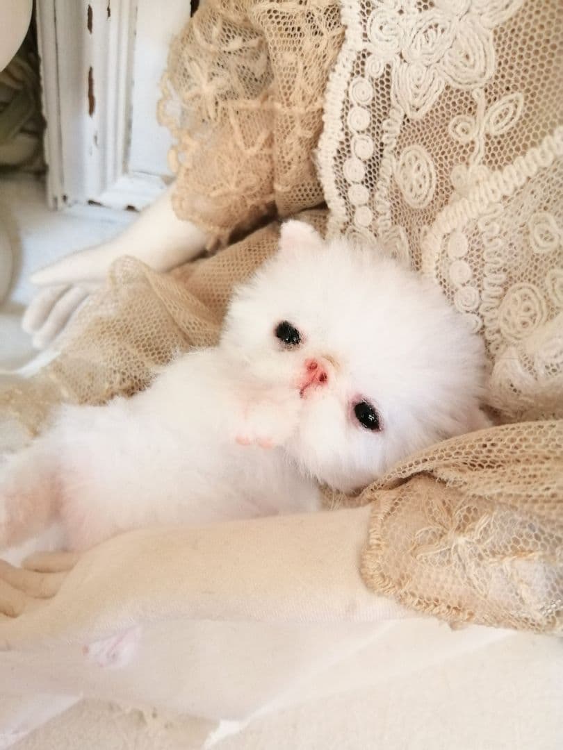 ほにゃん～♡生後20日♡ちびちび子猫ちゃん♡アートドール♡ぬいぐるみ♡