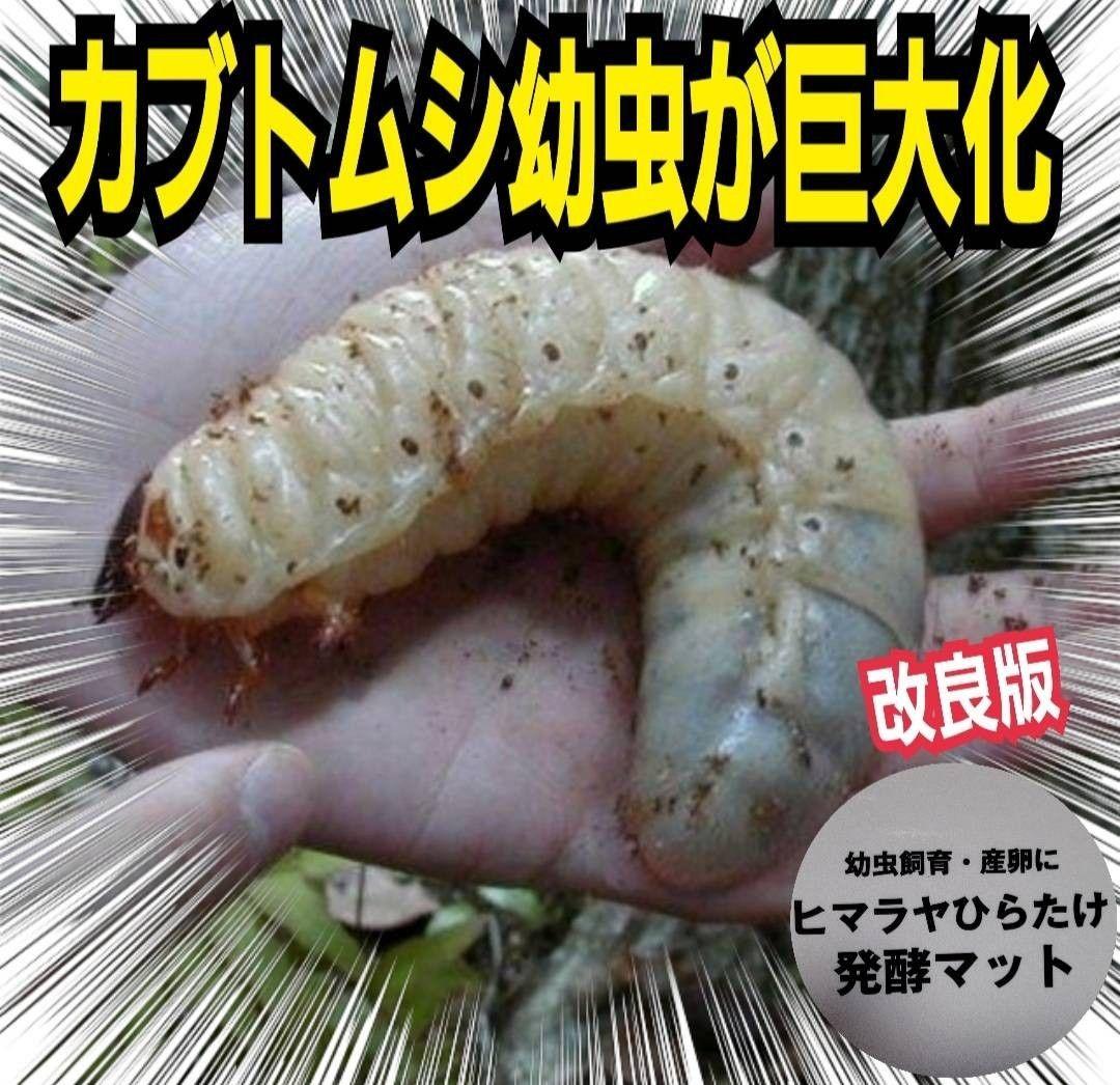 カブトムシ幼虫が大きくなる！栄養たっぷり！発酵マット【6袋】雑虫が湧きません！