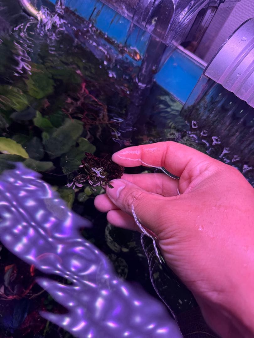 Bucephalandra sp.Variegata Pink 群生株完全水中葉