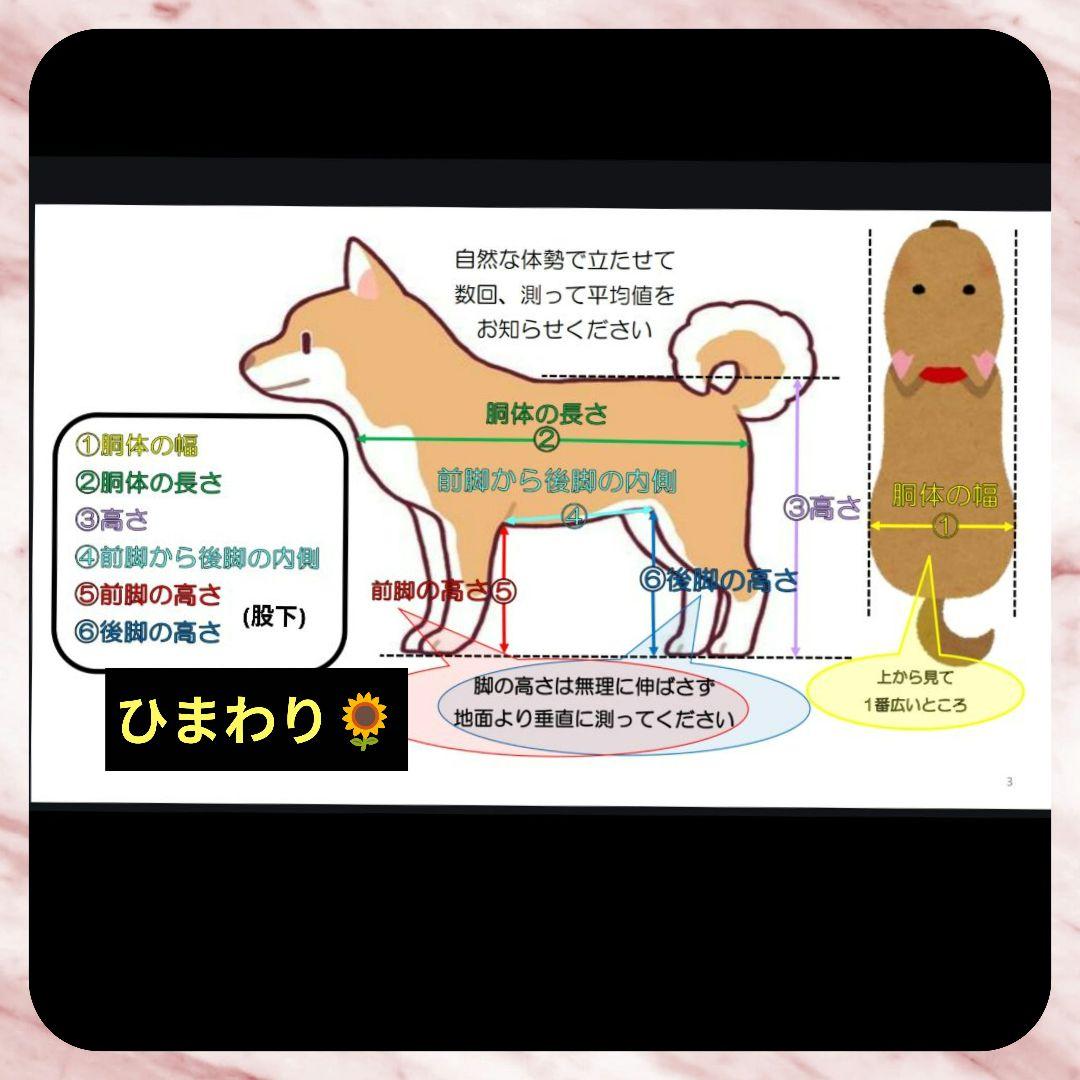 ダックス4輪　リハビリ　食事補助　犬用車椅子　介護用　犬の歩行器
