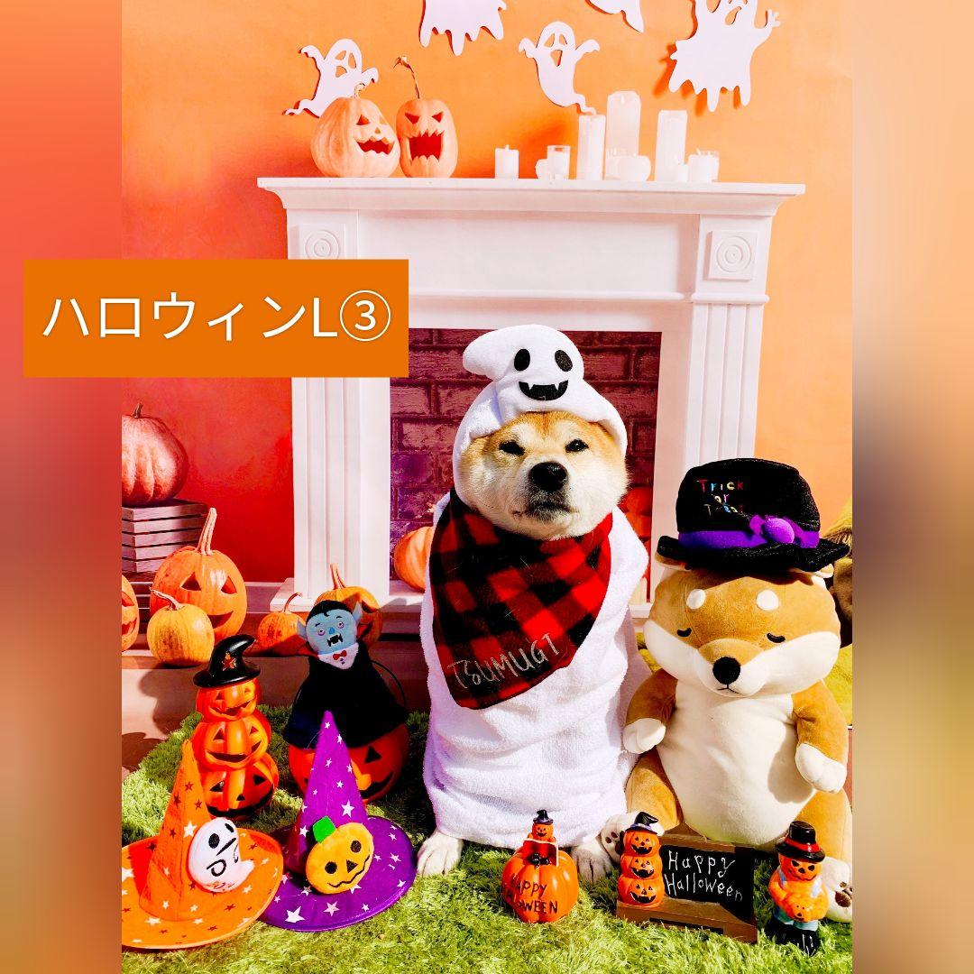 背景布×3　ペット撮影用フォトブース　トリミングチョーカー販売中　秋　ハロウィン
