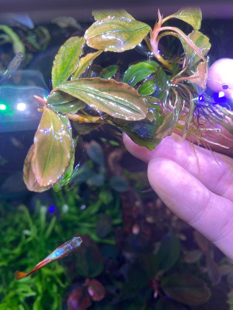 ブセファランドラ sp. ピンクバリエガータ　4株　水中葉