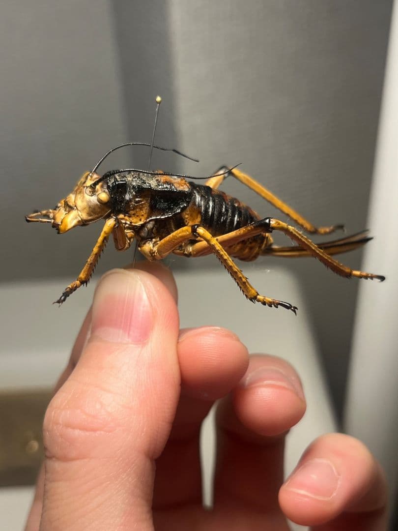 【60mm】ナマズのようなキリギリスの一種 標本バッタ 直翅類 直翅類コノハムシ
