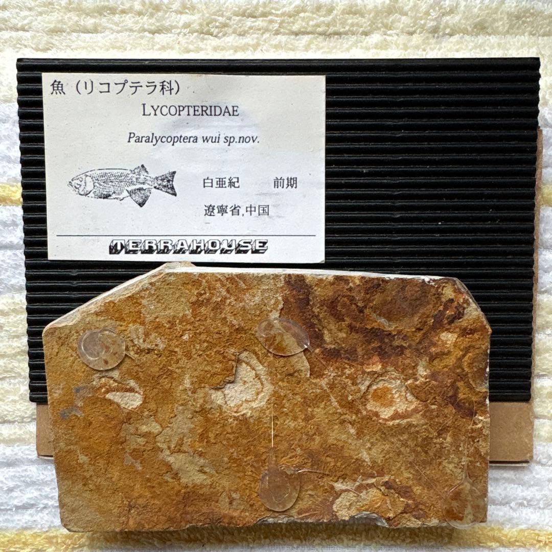 魚(リコプテラ科)化石