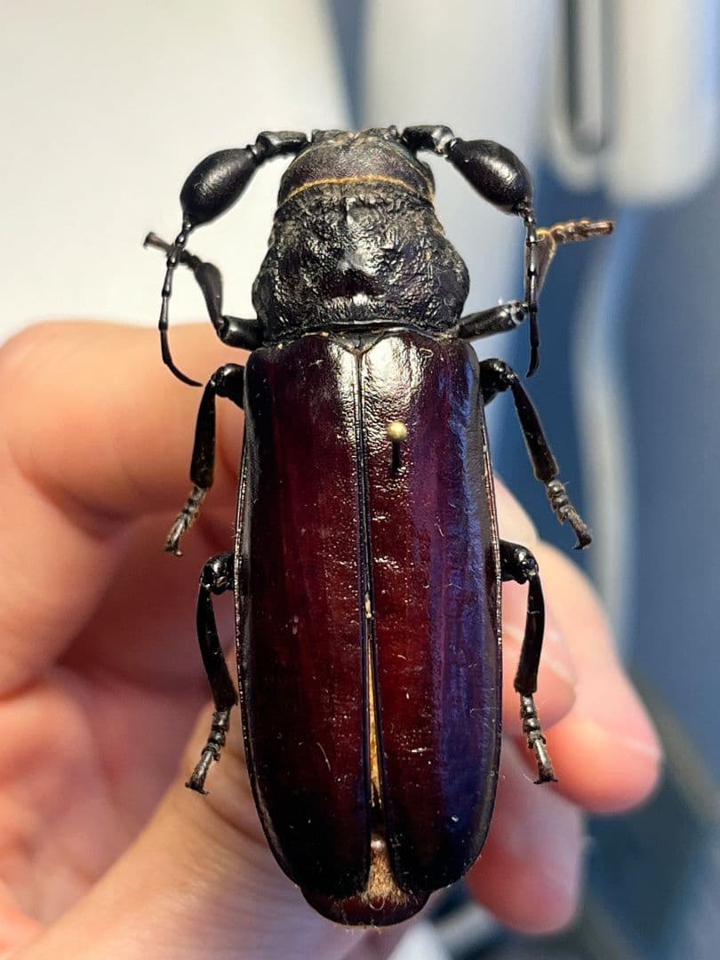 【一属一種】Bolbotritus bainesiウスバカミキリ 昆虫標本