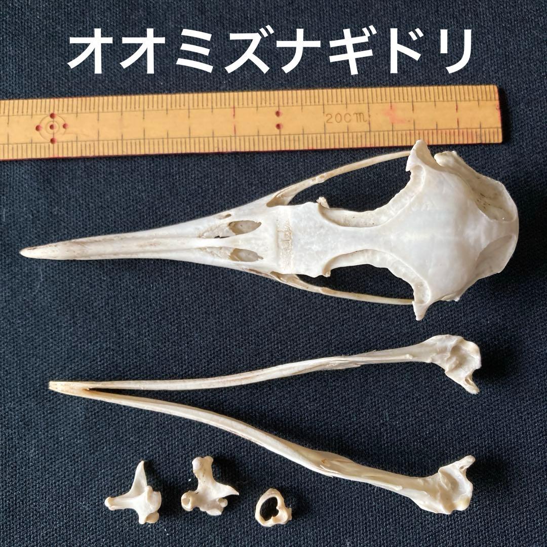 鳥の頭骨 6種　骨格標本