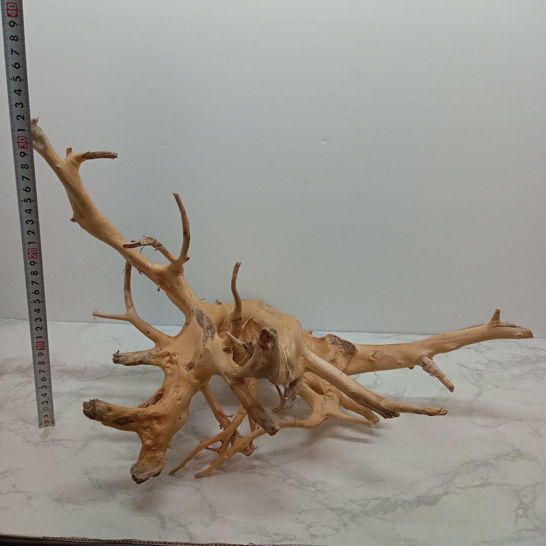 アク抜き済み流木【828】最終セール