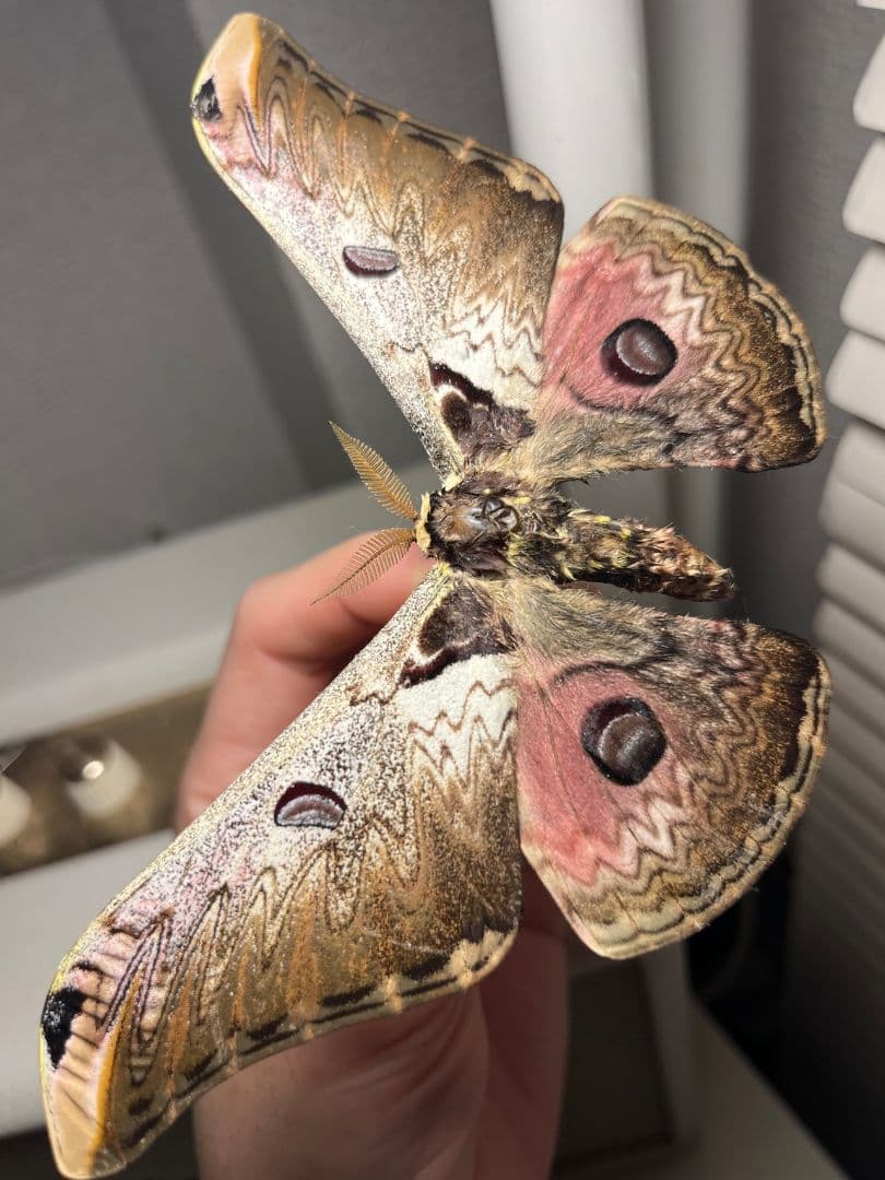 Saturnia zuleika 標本 クジャクヤママユ　オオミズアオ標本