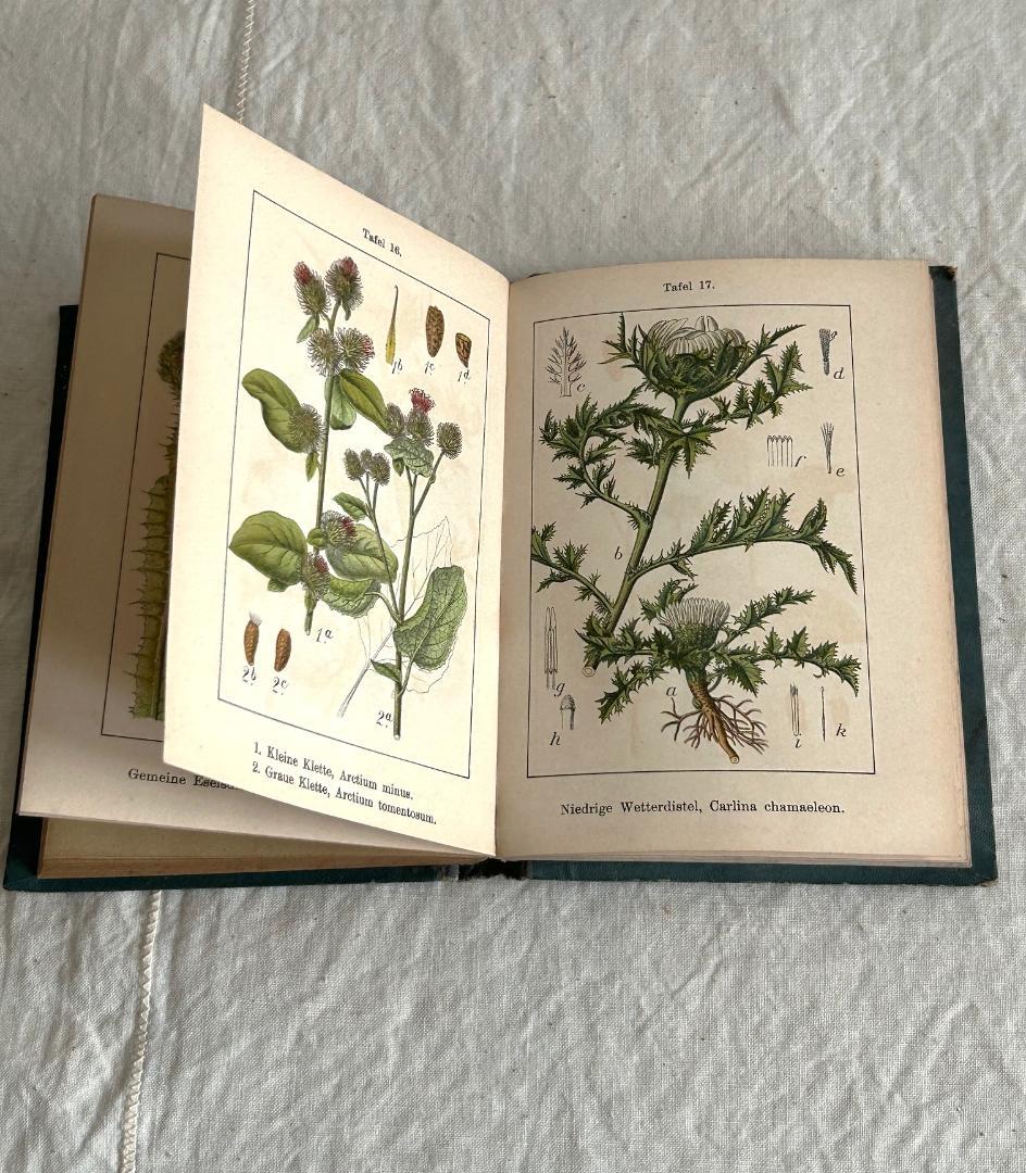 １９０６年　石版印刷　ボタニカル　植物解剖図　植物図鑑　アンティーク