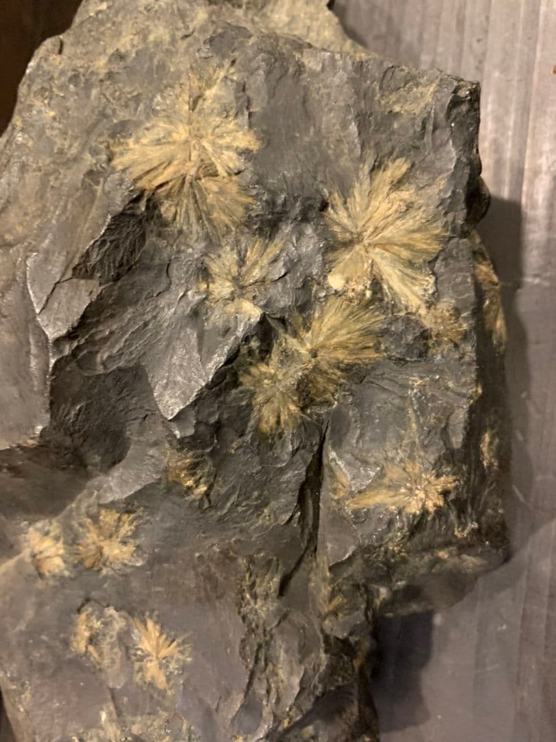 菊花石 鑑賞石