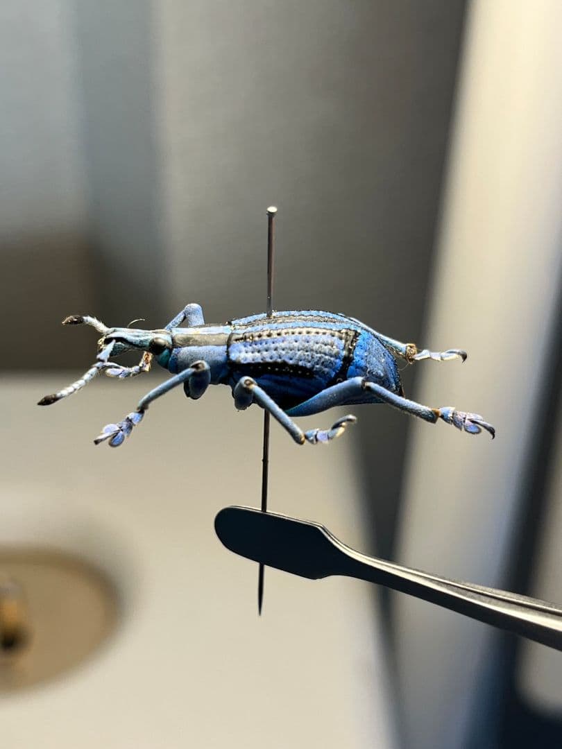 【25mm】ベネットホウセキゾウムシ 標本カミキリ昆虫ゼリー標本甲虫フンチュウ