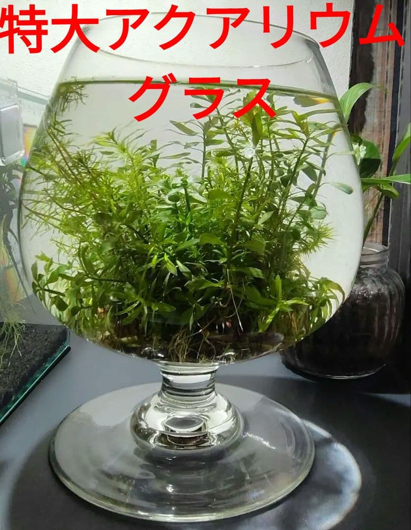昭和レトロ★特大グラスの金魚鉢です★アクアリウムにいかがでしょうか☆