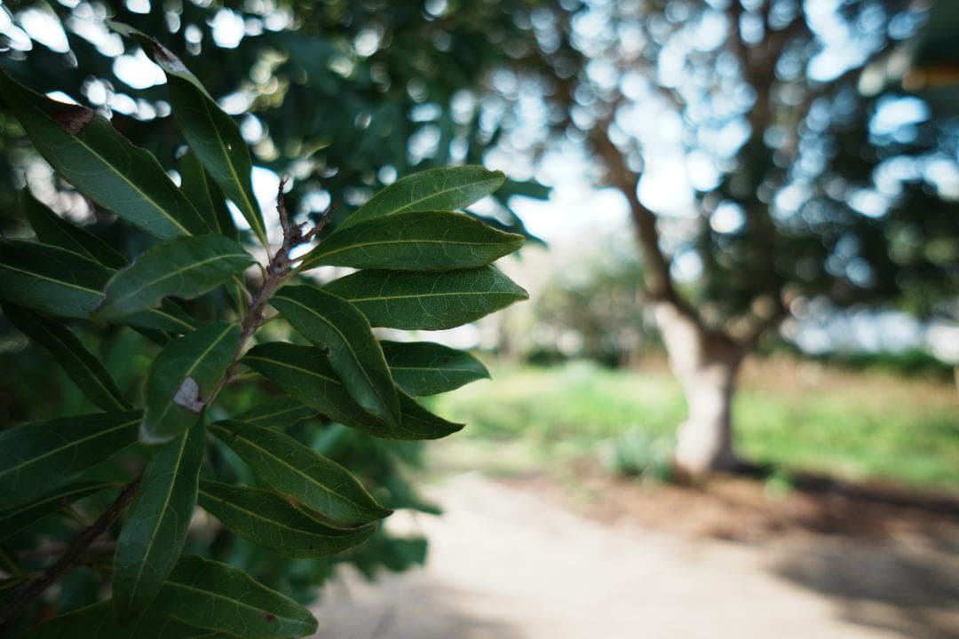 超広角・魚眼セット Sony E 16mm F2.8 ＆コンバーター 492