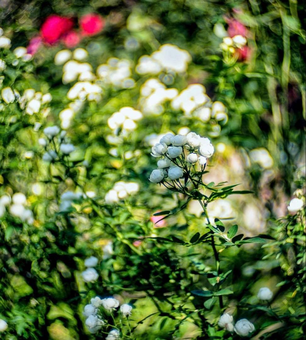 レンズ(単焦点) P.Angenieux 50mm F1.2 Projector Lens