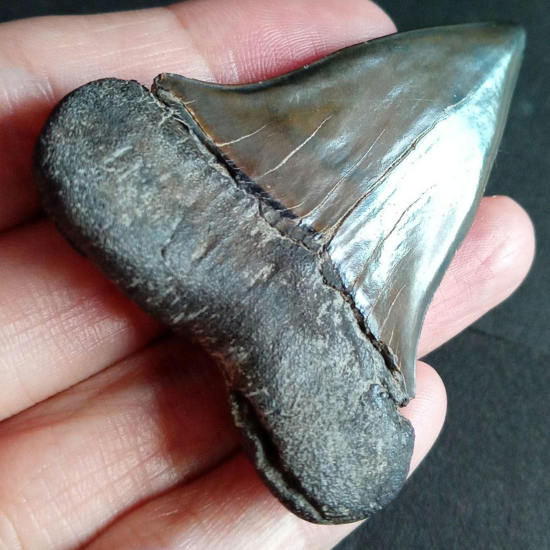 サメの歯　ホホジロザメ　絶滅種　特大　完全体　極美麗　６５mm　高品位特級標本