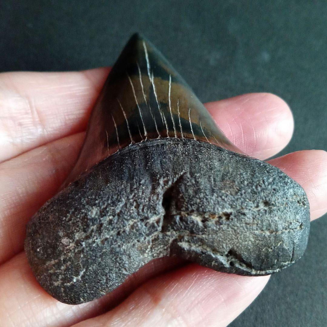 サメの歯　ホホジロザメ　絶滅種　特大　完全体　極美麗　６５mm　高品位特級標本