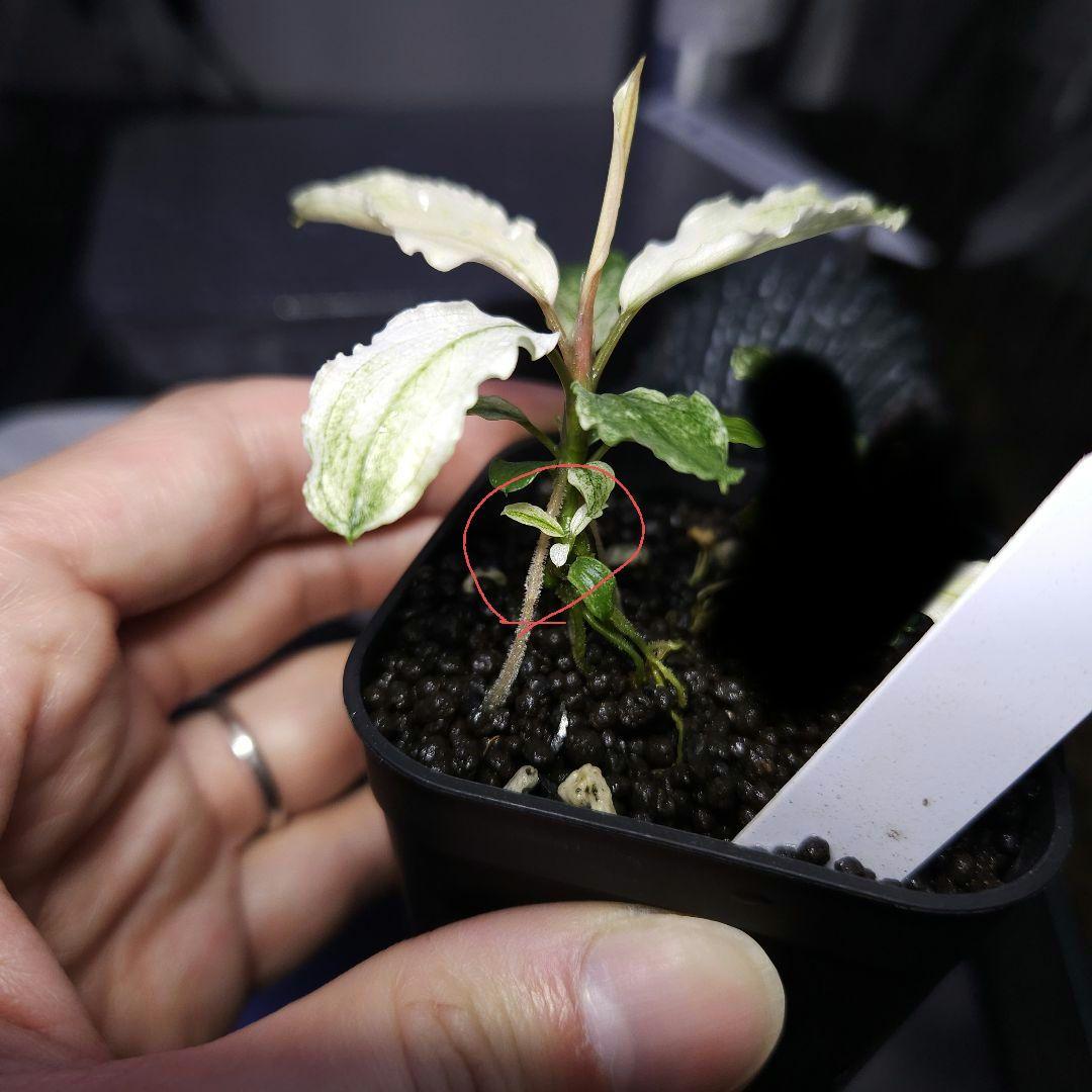 水草 Bucephalandra sp White Marble Big leaf