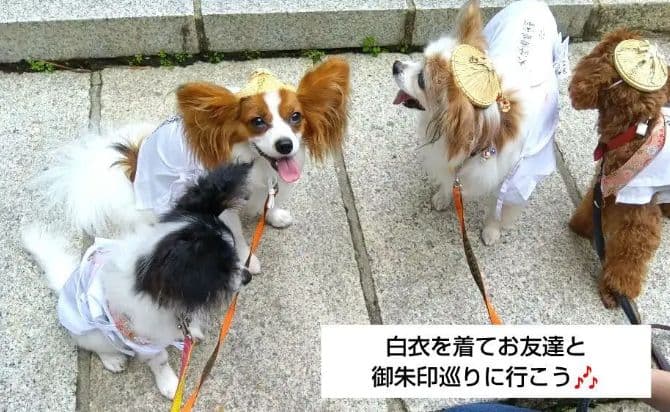 ペット巡礼白衣 Sサイスセット