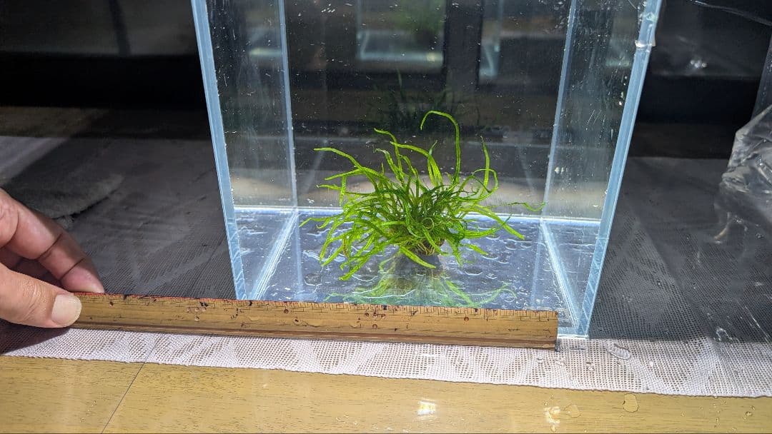 レア水草　ミクロソリウムsp本ナロー細葉 ADA タイ産　完全無農薬　溶岩石活着