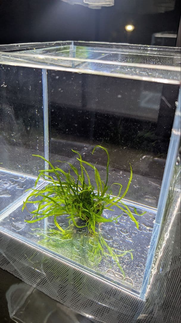 レア水草　ミクロソリウムsp本ナロー細葉 ADA タイ産　完全無農薬　溶岩石活着