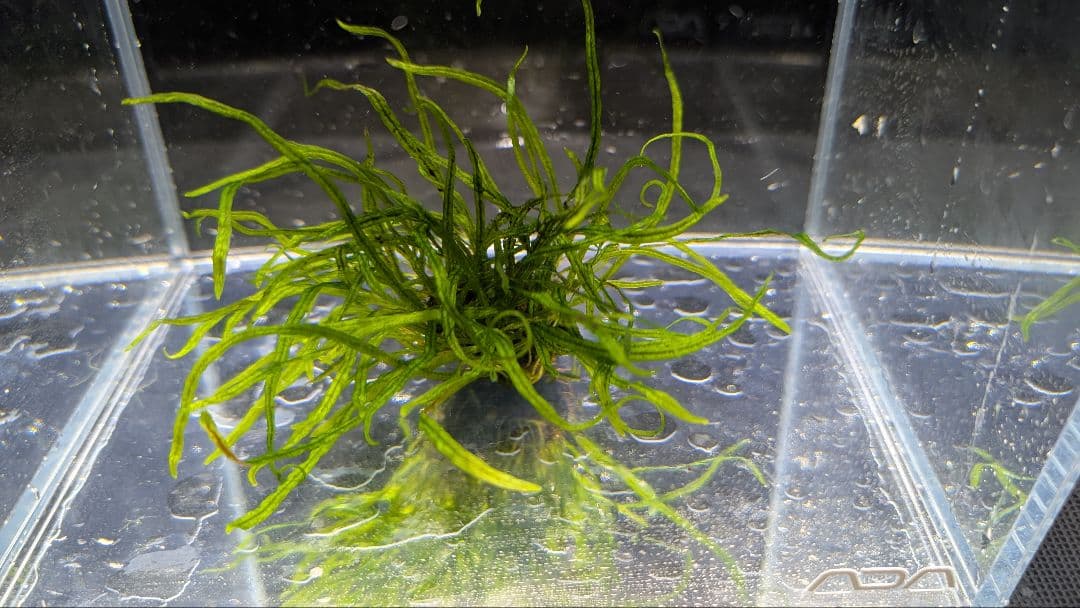レア水草　ミクロソリウムsp本ナロー細葉 ADA タイ産　完全無農薬　溶岩石活着