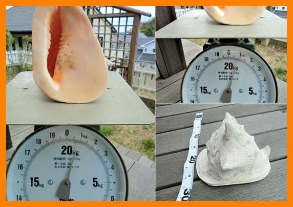 トウカムリ　850ｇ強 石垣島 産 自然採取　トウカムリ貝　美品　レア！