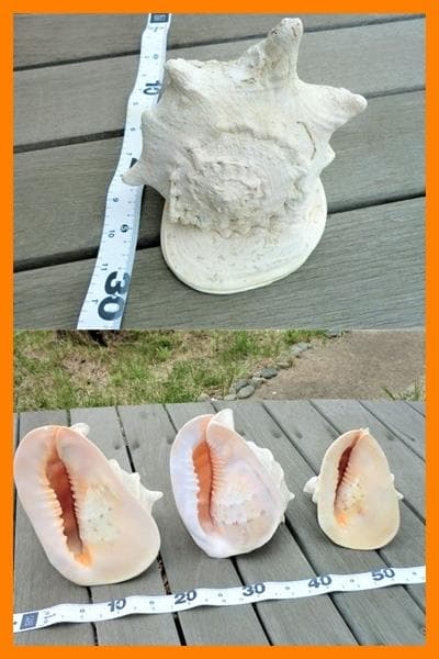 トウカムリ　850ｇ強 石垣島 産 自然採取　トウカムリ貝　美品　レア！