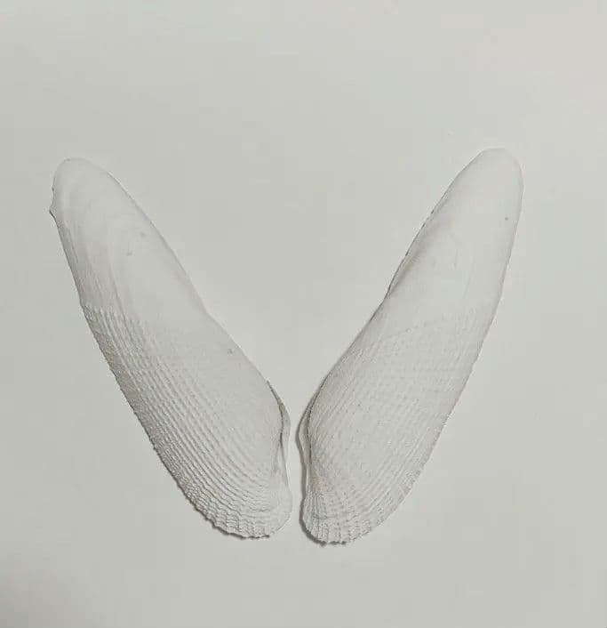 15cm ペガサスノツバサガイ   テンシノツバサ 貝殻  標本