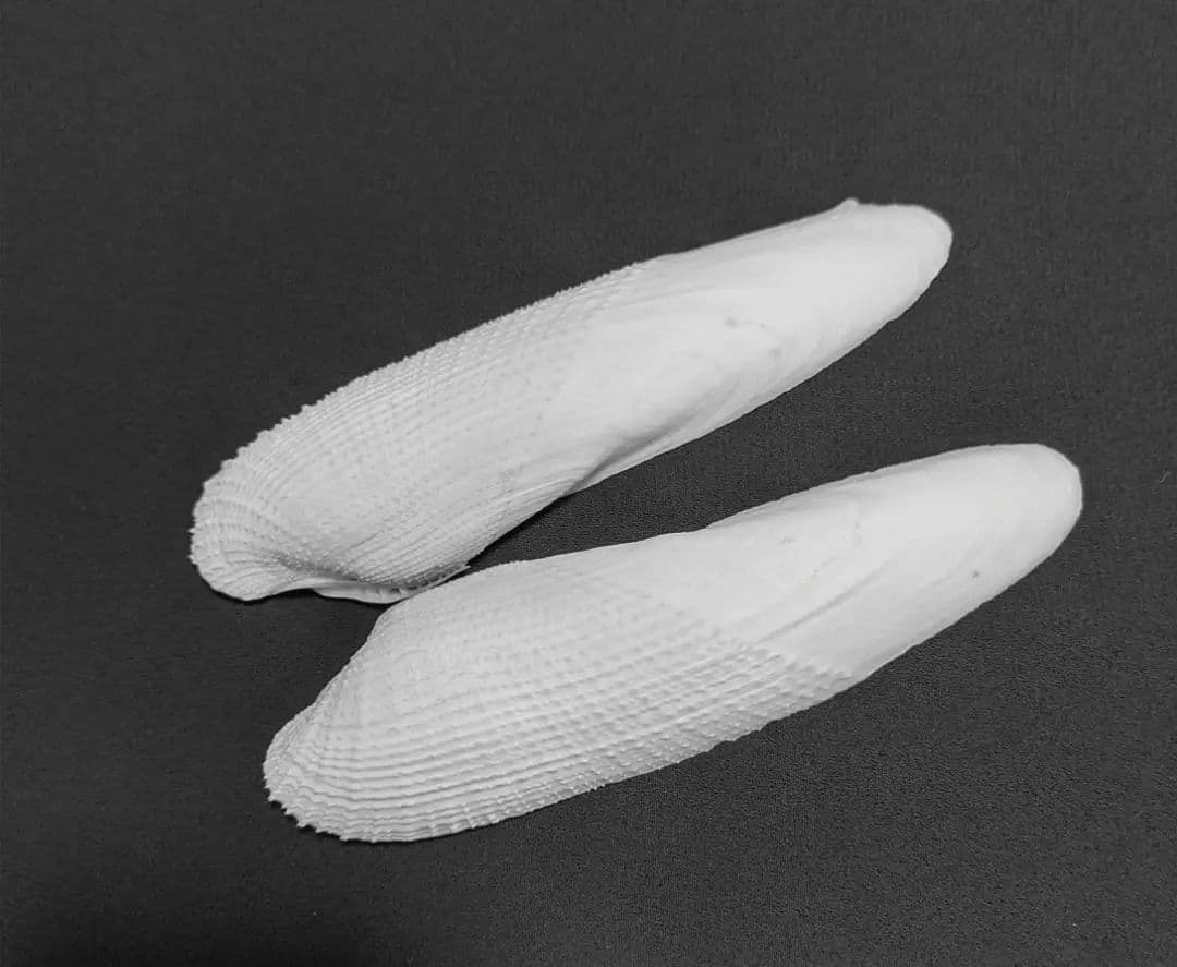 15cm ペガサスノツバサガイ   テンシノツバサ 貝殻  標本