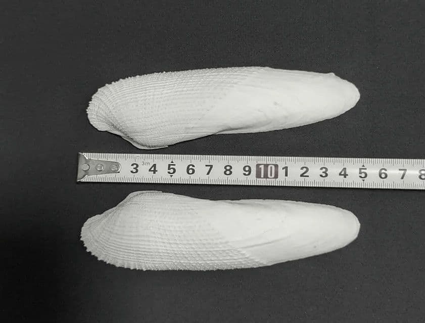 15cm ペガサスノツバサガイ   テンシノツバサ 貝殻  標本