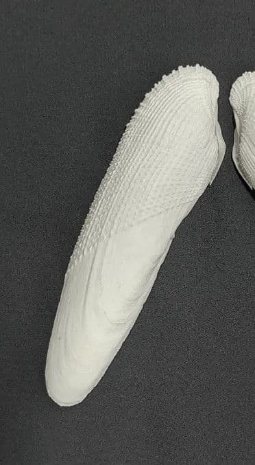15cm ペガサスノツバサガイ   テンシノツバサ 貝殻  標本