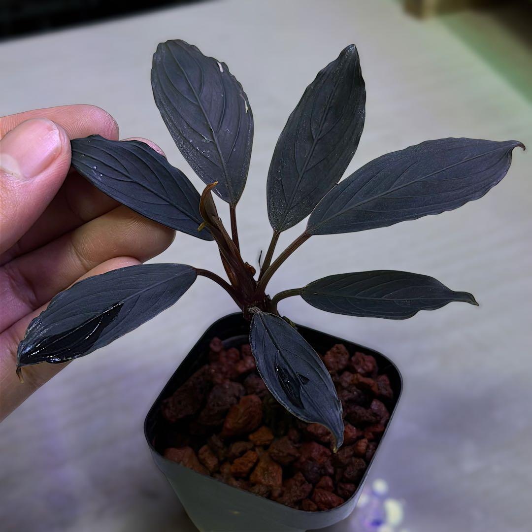 p*y様 ブセファランドラBucephalandra Dark Kishiiブル