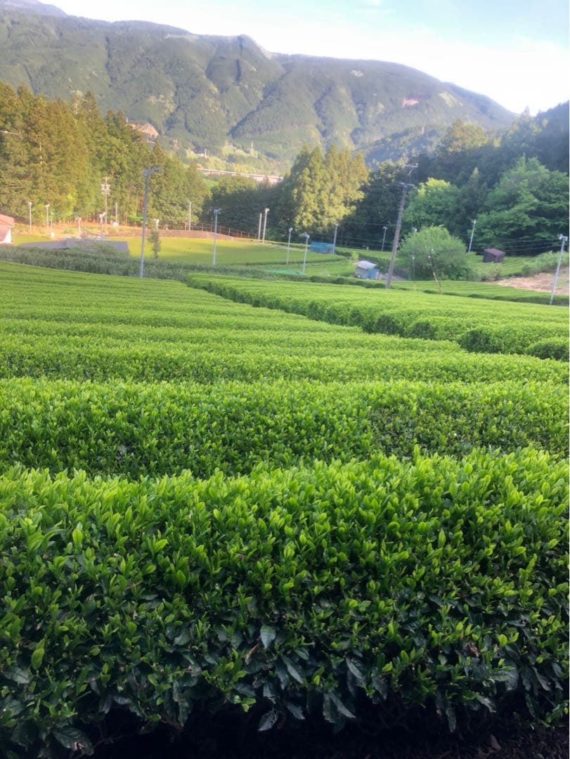 静岡新茶　川根茶　上煎茶　本日限定特別価格と 送料無料　早い時期の1番茶