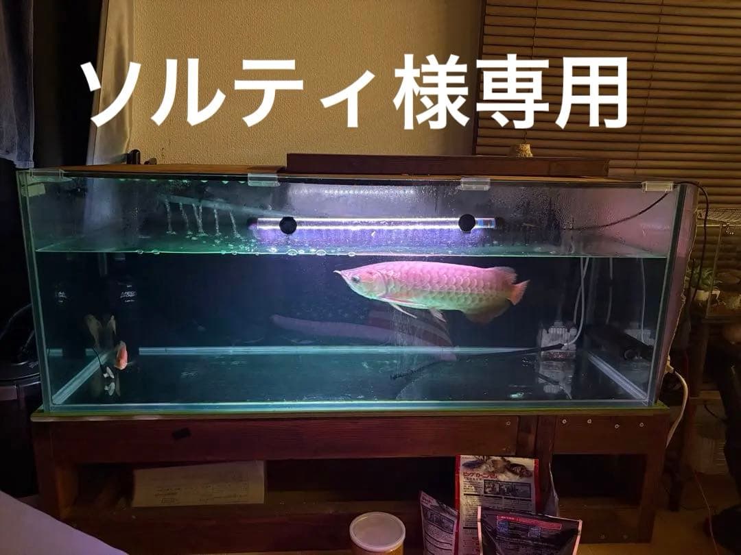 大型ガラス水槽