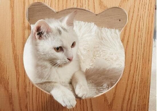 木製球体型キャットタワー 猫用ハウス ペット用品 天然木