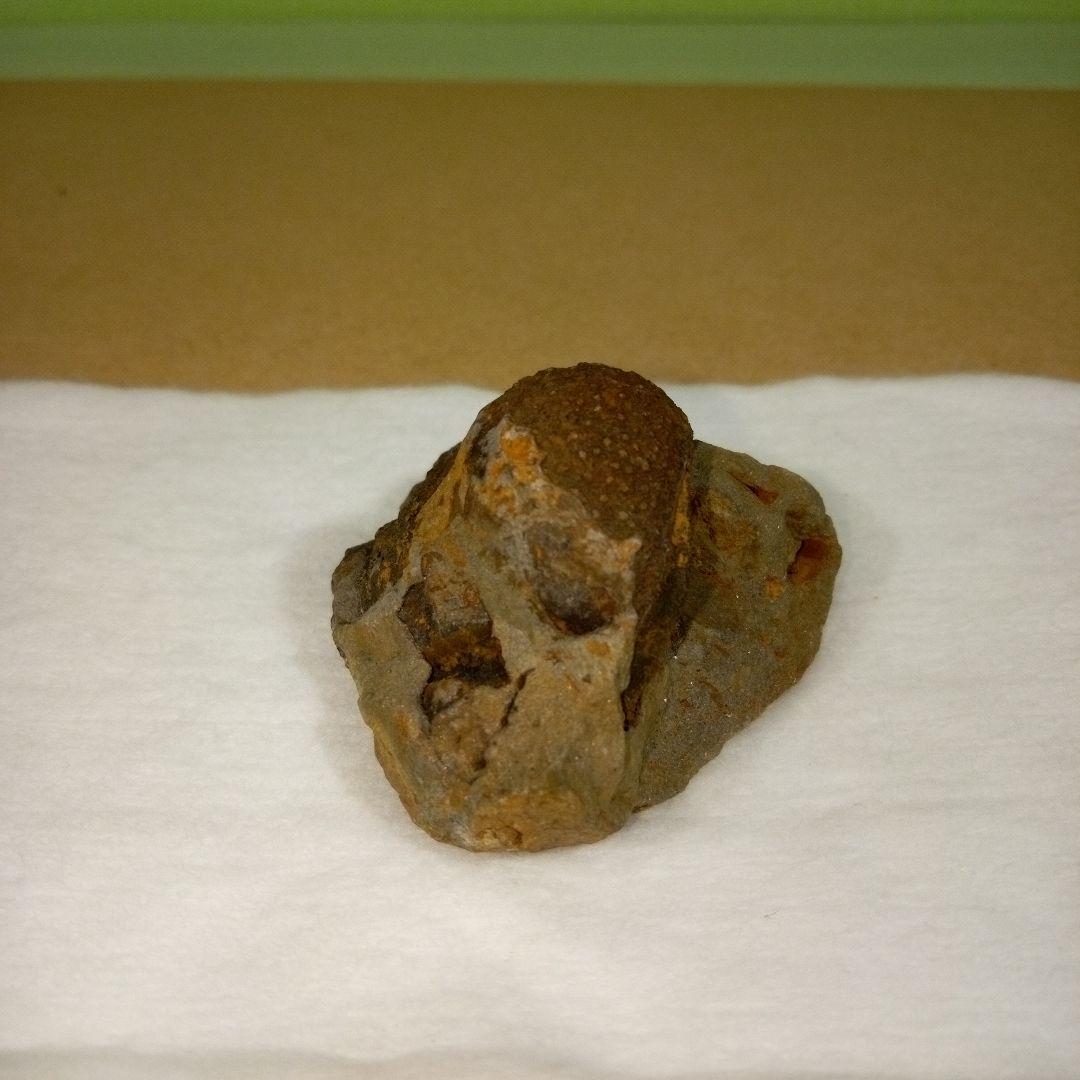 三葉虫　化石　fossil　ボリビア産　レア　fossil個体⑨