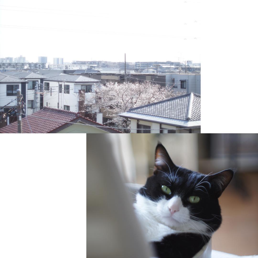 整備済 Nikon F アイレベル 富士山マーク 50mm F1.4 動作OK