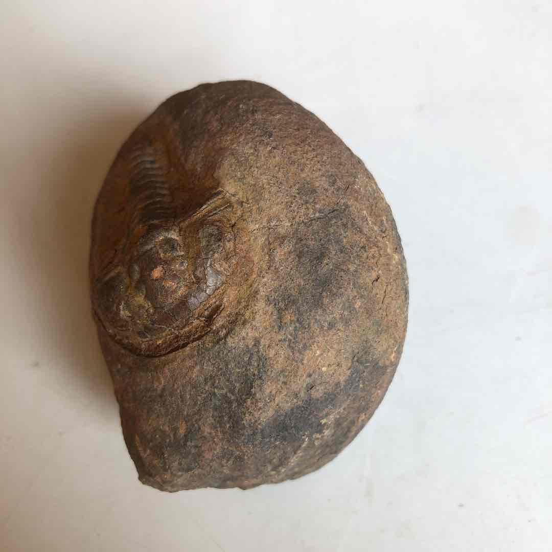 三葉虫の化石　モロッコの砂漠で採取　輸出禁止になりました