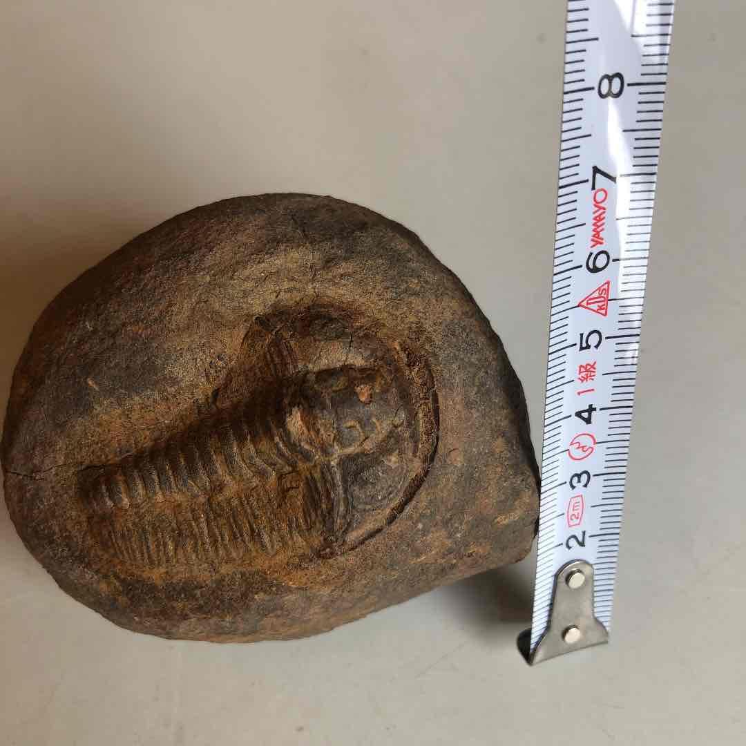 三葉虫の化石　モロッコの砂漠で採取　輸出禁止になりました