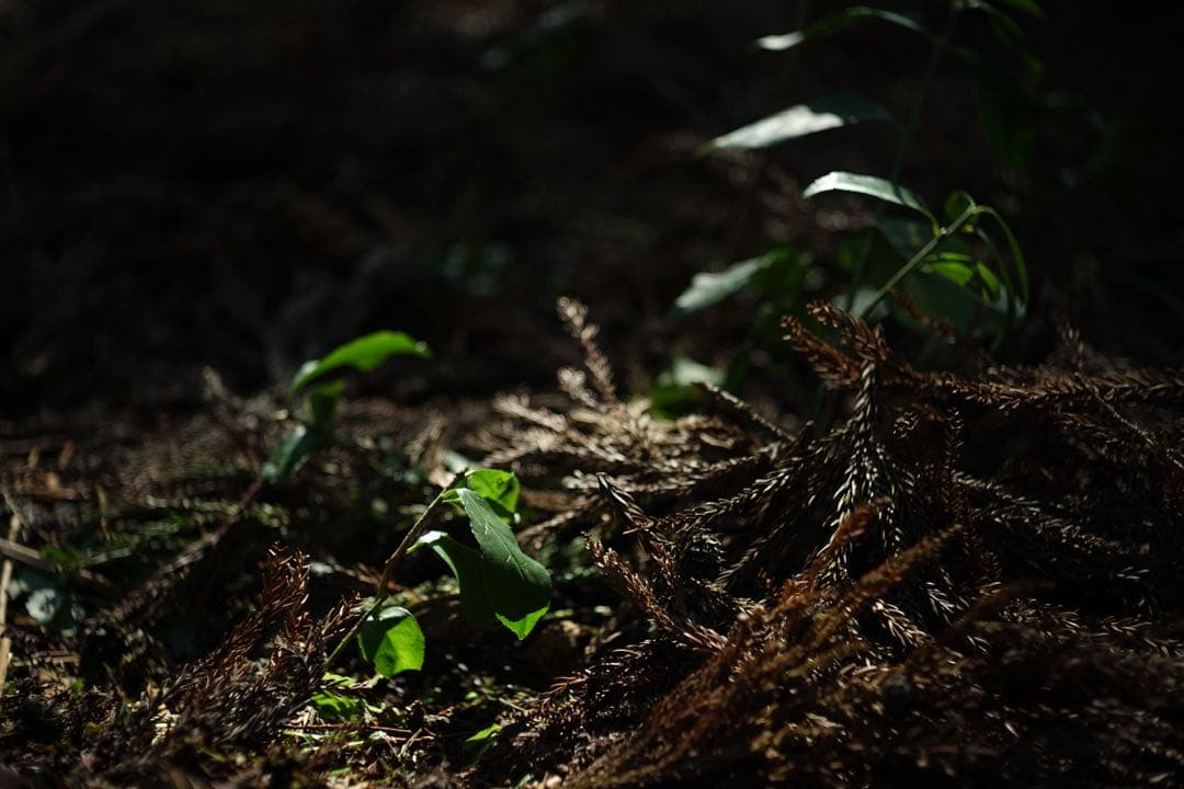 作例付　Carl Zeiss Tessar 50mm F2.8 M42 管mpr
