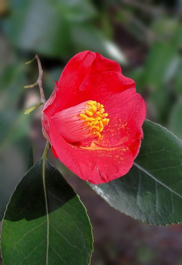 SONY Cyber-shot DSCW350【動作確認済み】