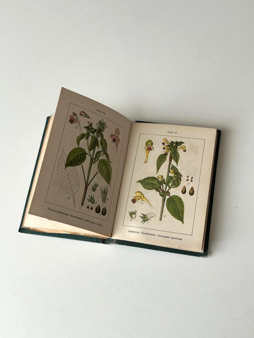 １９０３年　石版印刷　ボタニカル　植物解剖図　ドイツ　植物図鑑　アンティーク