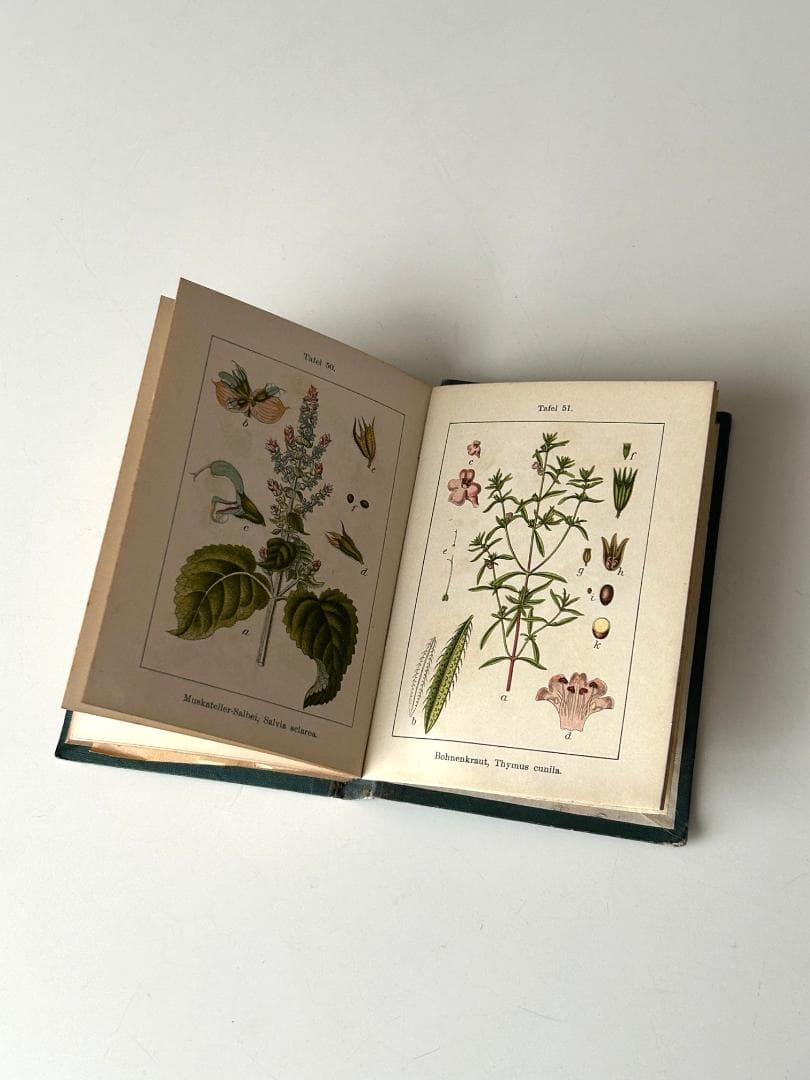 １９０３年　石版印刷　ボタニカル　植物解剖図　ドイツ　植物図鑑　アンティーク
