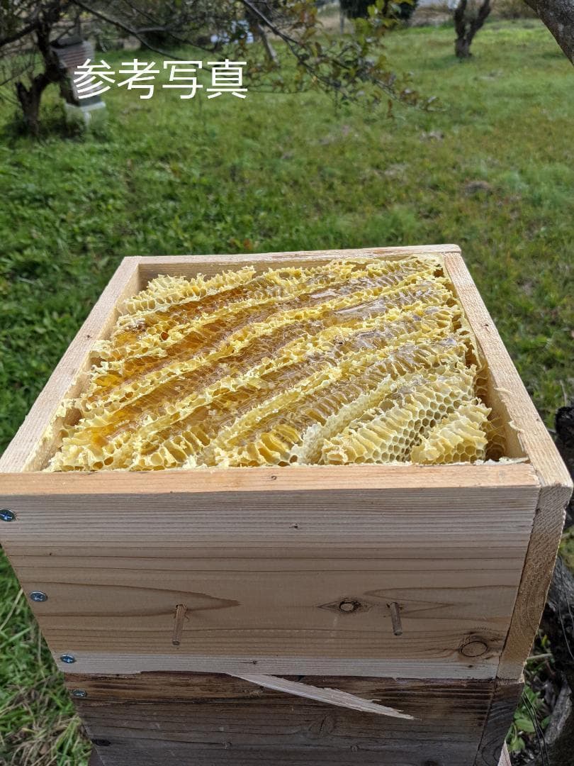 日本蜜蜂巣箱　今年も分蜂に向けて　810