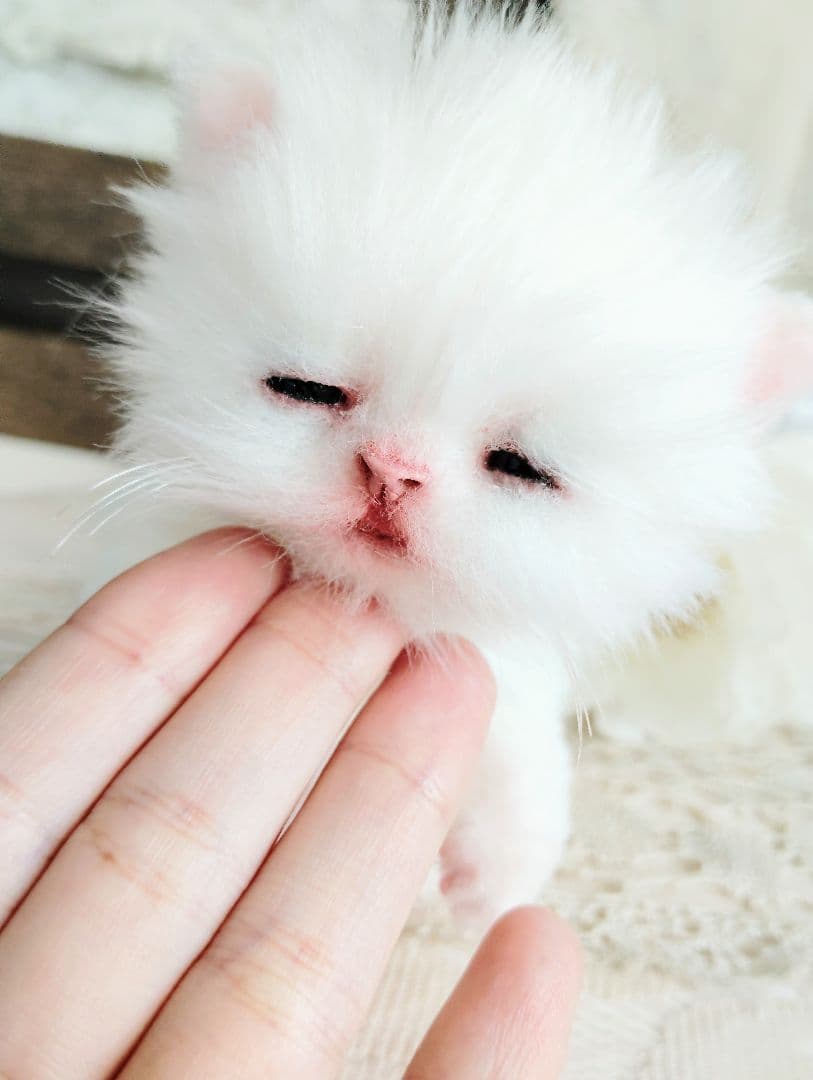 生後10日♡白子猫ちゃん♡お口開閉♡おねんねカゴセット♡アートドール♡ぬいぐるみ
