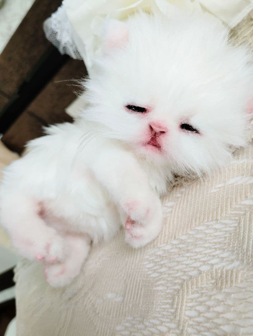 生後10日♡白子猫ちゃん♡お口開閉♡おねんねカゴセット♡アートドール♡ぬいぐるみ