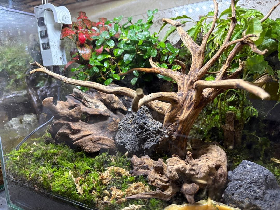 照明付き！両生類の飼育可能！テラリウムガラス水槽